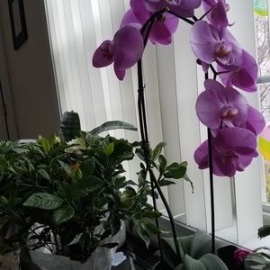 Meet your Posher, Ami